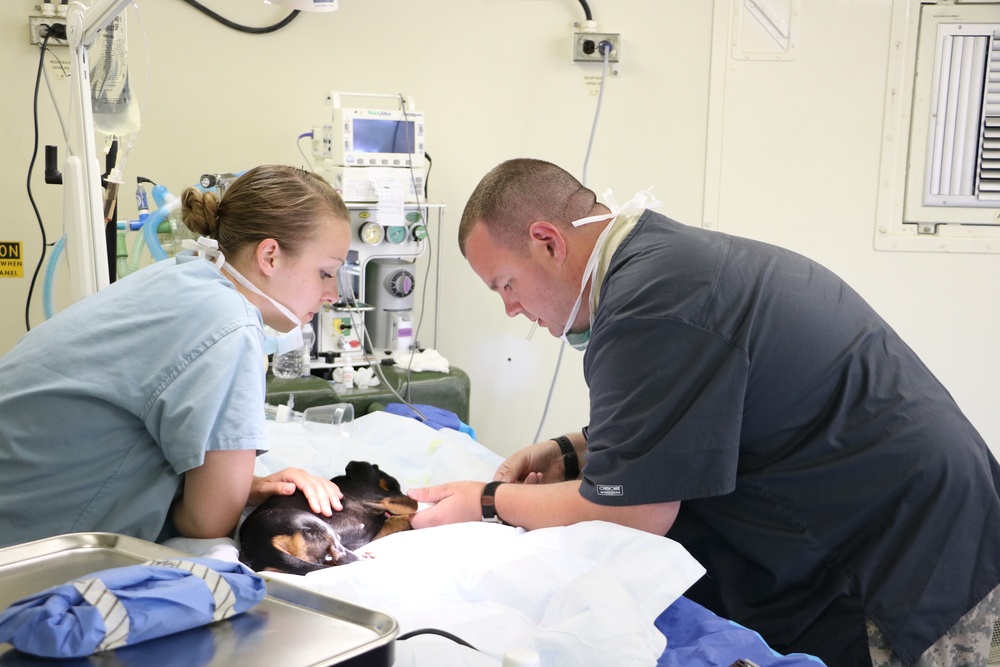 Service members provide veterinary services for the IRT event in Norwich, N.Y.