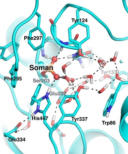 hAChE Phosphonylated by Aged Soman