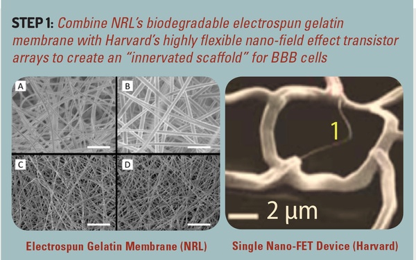 Early Successes of DTRA’s Blood-Brain Barrier Program Suggest New Countermeasures