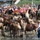 Coast Guard Station Chincoteague helps ensure safe 91st Annual Pony Swim