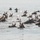 Coast Guard Station Chincoteague helps ensure safe 91st Annual Pony Swim