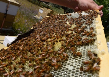What’s the buzz?