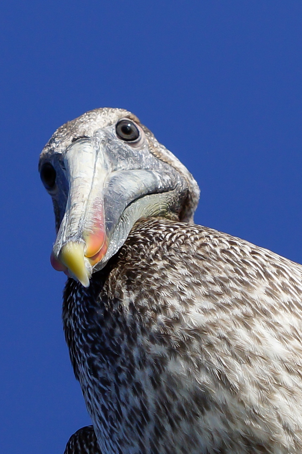 &quot;Looking at You&quot; Wins &quot;Go Wild&quot; Digital Photography Contest