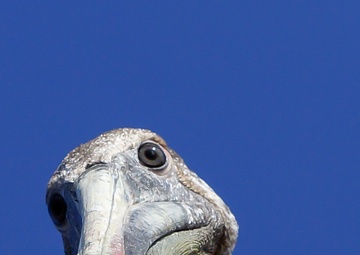 &quot;Looking at You&quot; Wins &quot;Go Wild&quot; Digital Photography Contest
