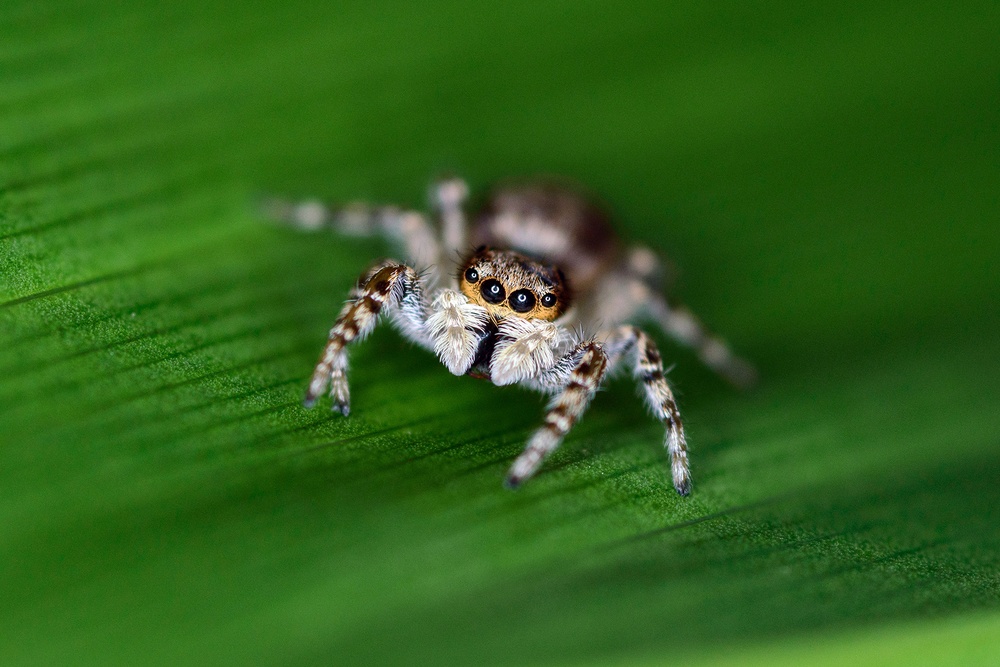 Jumping Spider Inspires &quot;Little Wonders&quot; for U.S. Army Reserve Civilian Volunteer