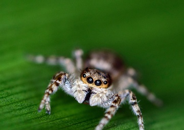 Jumping Spider Inspires &quot;Little Wonders&quot; for U.S. Army Reserve Civilian Volunteer
