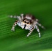 Jumping Spider Inspires &quot;Little Wonders&quot; for U.S. Army Reserve Civilian Volunteer