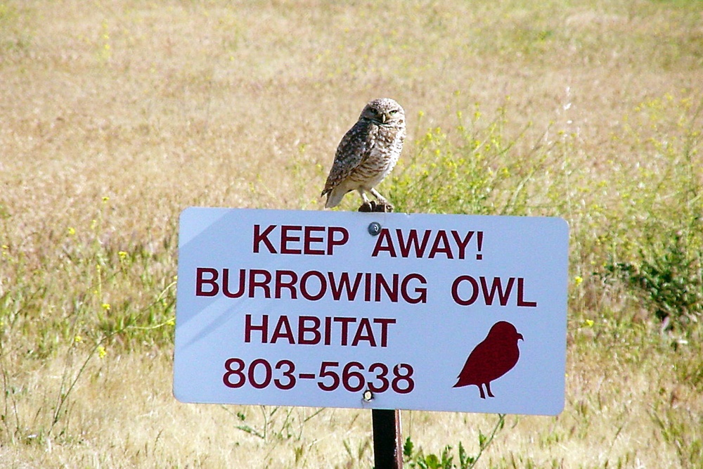 &quot;Keep Away From Burrowing Owl Habitat&quot; Says Feathered Resident of Parks Reserve Forces Training Area