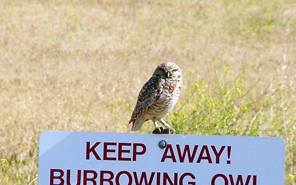 &quot;Keep Away From Burrowing Owl Habitat&quot; Says Feathered Resident of Parks Reserve Forces Training Area