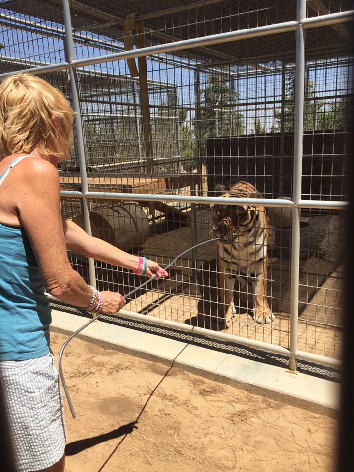 Cheryl Goodwin feeds a tiger at the Forever Wild Exotic Animal Sanctuary during a guided tour at their facility located in Phelan, Calif., July 24.