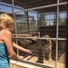 Cheryl Goodwin feeds a tiger at the Forever Wild Exotic Animal Sanctuary during a guided tour at their facility located in Phelan, Calif., July 24.