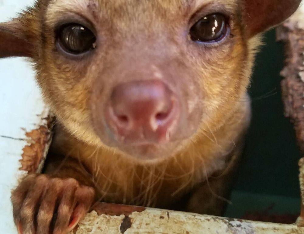 An inkajou peaks out of his hidey hole at the Forever Wild Exotic Animal Sanctuary located in Phelan, Calif.