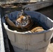 A tiger enjoys a cool soak on a hot day at the Forever Wild Exotic Animal Sanctuary located in Phelan,Calif.