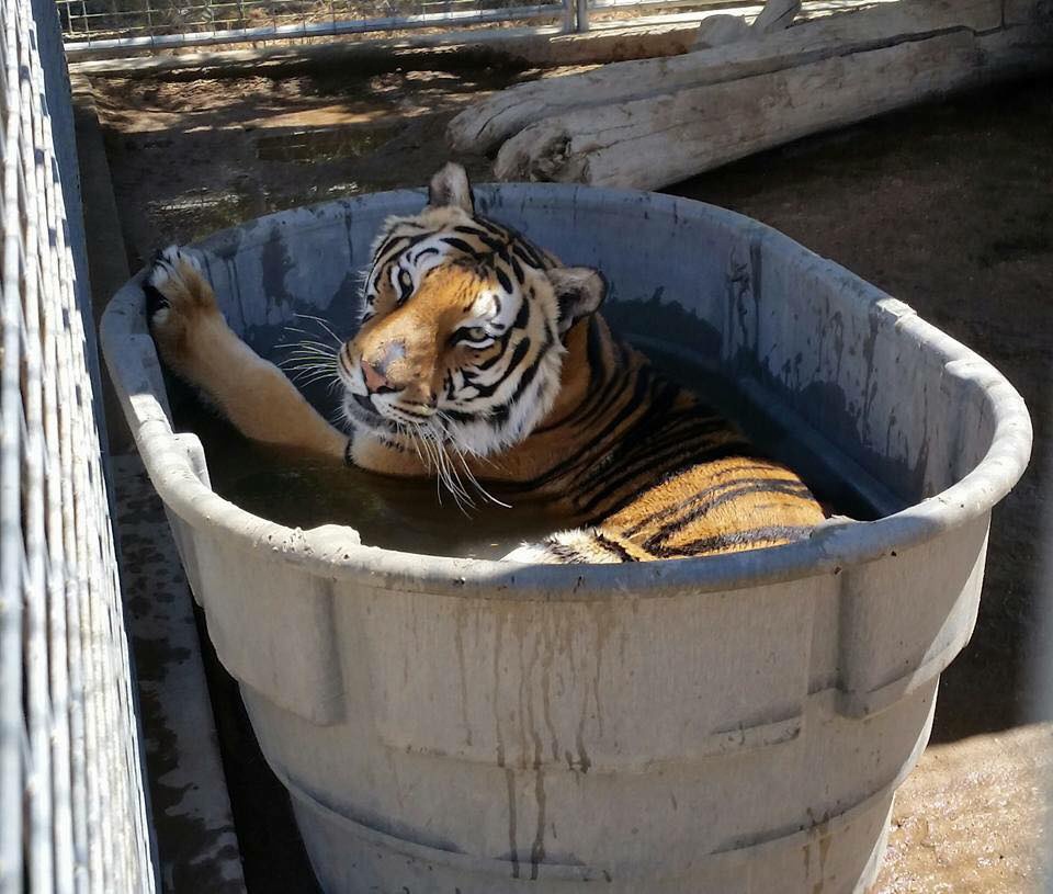 A tiger enjoys a cool soak on a hot day at the Forever Wild Exotic Animal Sanctuary located in Phelan,Calif.