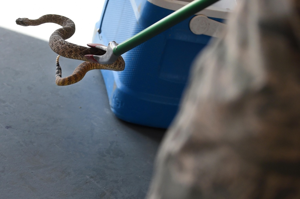 A snake is being held by a snake-handling tool (snake tong/hook) with its mouth open, revealing its fangs and red oral tissue. The scene appears to take place on a concrete surface near a blue container, with a person in camouflage clothing partially visible in the foreground. This appears to be a controlled snake removal or handling situation.