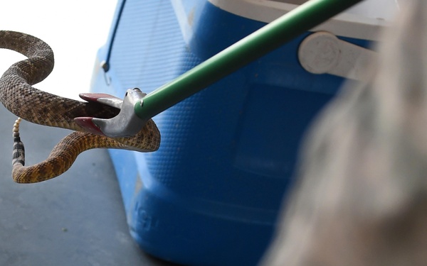 A snake is being held by a snake-handling tool (snake tong/hook) with its mouth open, revealing its fangs and red oral tissue. The scene appears to take place on a concrete surface near a blue container, with a person in camouflage clothing partially visible in the foreground. This appears to be a controlled snake removal or handling situation.