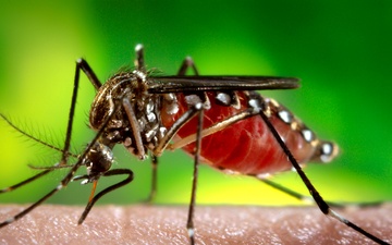 Gene editing could render mosquitos infertile, reducing disease spread
