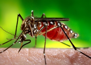 Mosquito bites: When are they more than just a pesky itch?