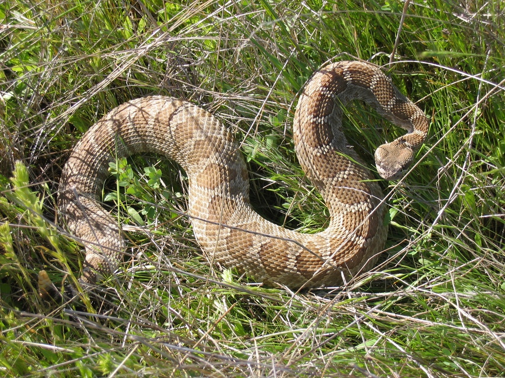Snakes on a base