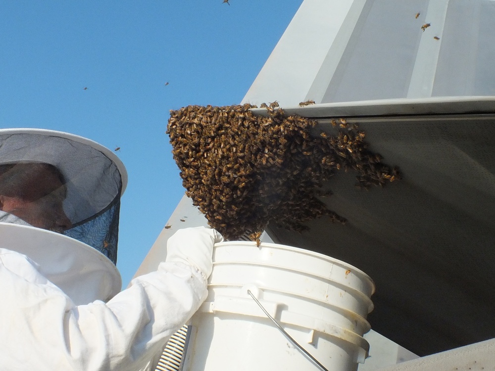 F-22 Raptor Provides Refuge for Honey Bees