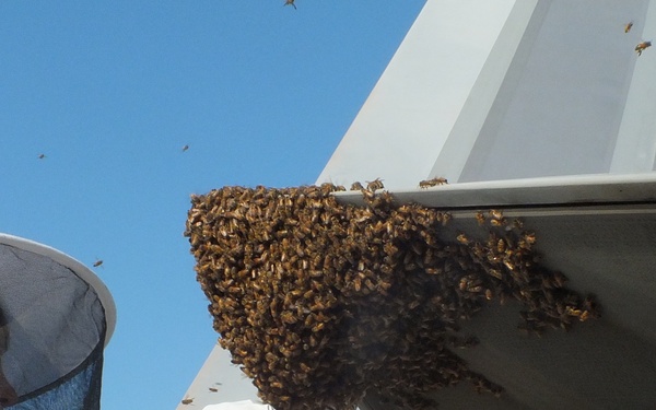 F-22 Raptor Provides Refuge for Honey Bees