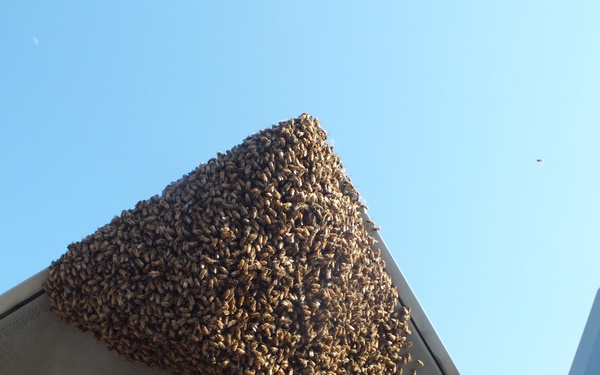 F-22 Raptor Provides Refuge for Honey Bees