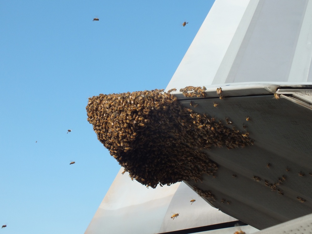 F-22 Raptor Provides Refuge for Honey Bees