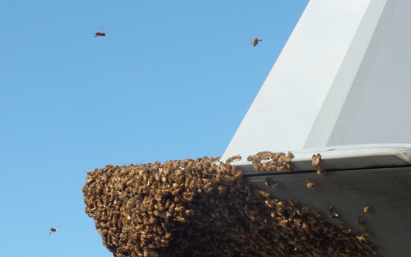 F-22 Raptor Provides Refuge for Honey Bees