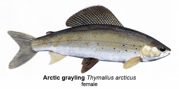 Grayling fish