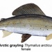 Grayling fish