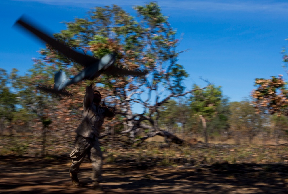 Puma in flight