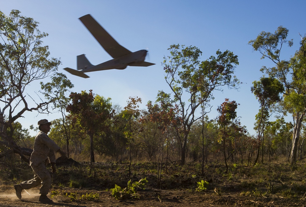 Puma in flight