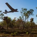 Puma in flight