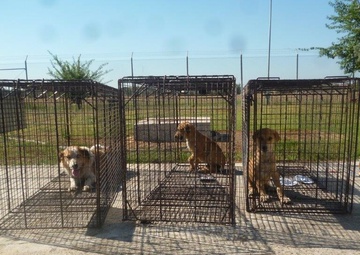 Big or small Pest Management takes care of them all