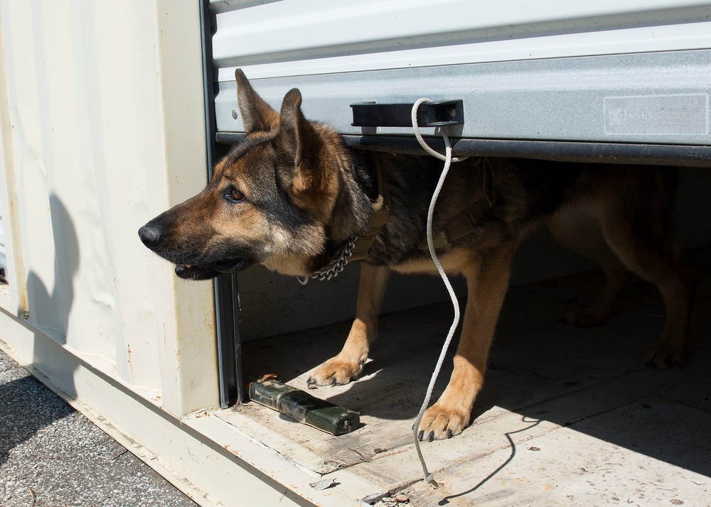 ◾902nd SFS partners with local K-9 unit for training exercise