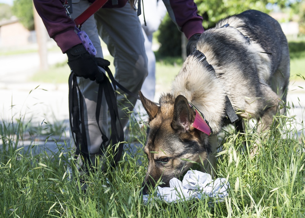 ◾AETC's 66th TRS teams with canine search, rescue organizations