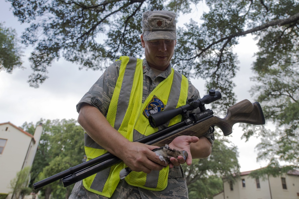 BASH program decreases bird strikes, makes air space safer for pilots