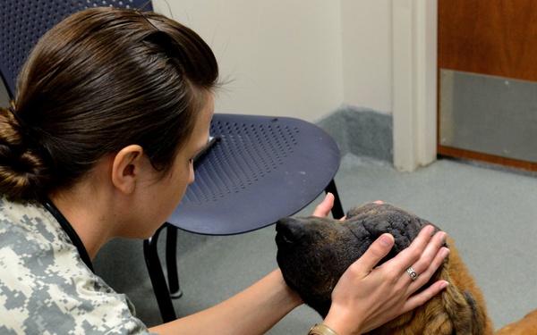 VTF takes care of animal companions