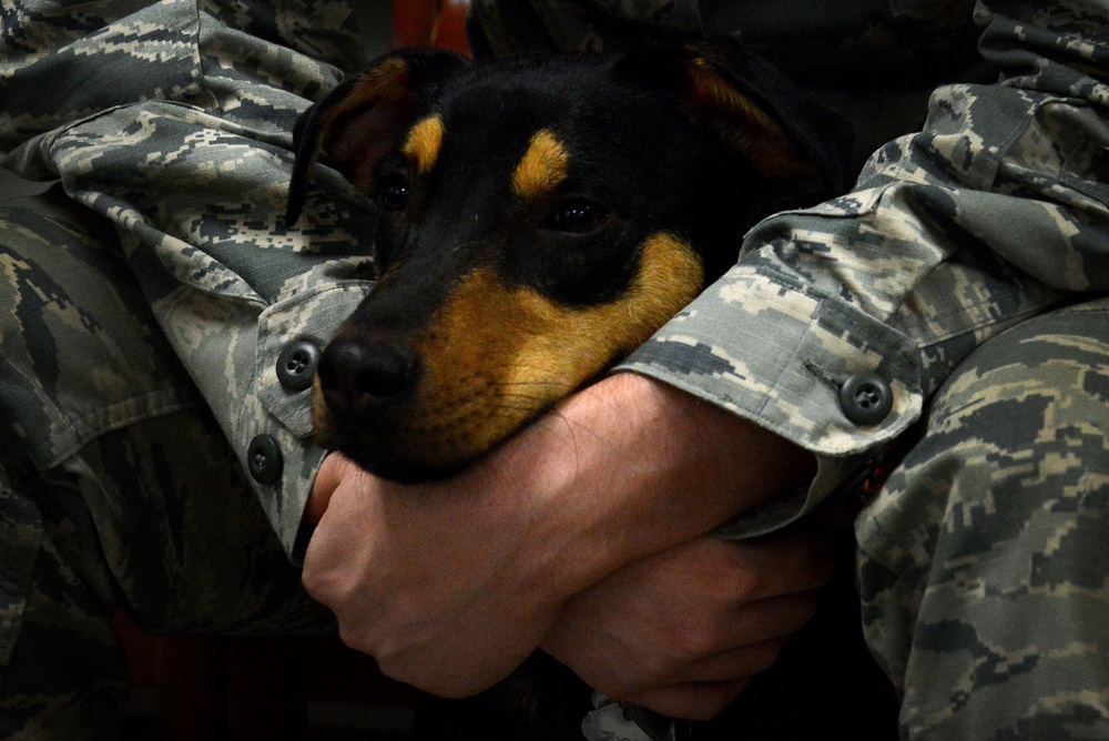 VTF takes care of animal companions