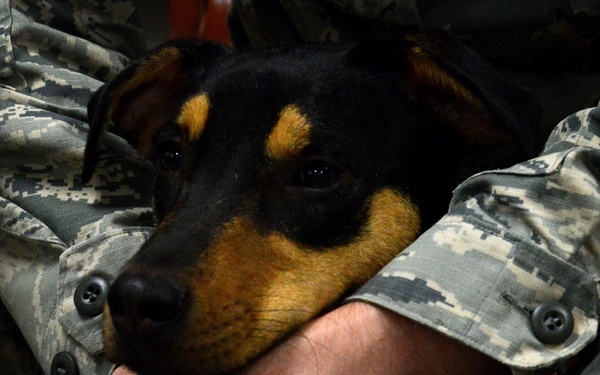 VTF takes care of animal companions