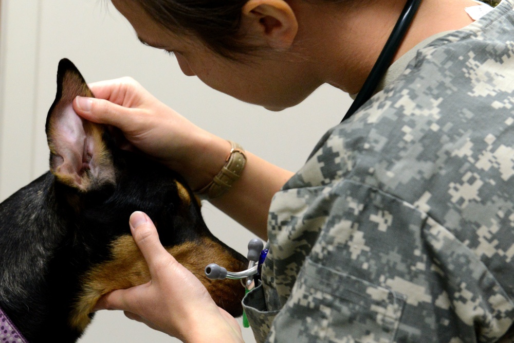 VTF takes care of animal companions