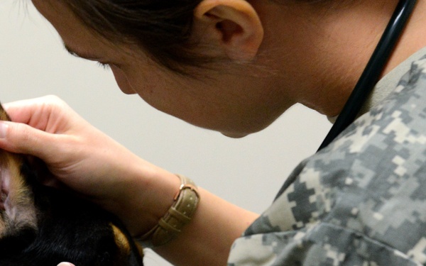 VTF takes care of animal companions