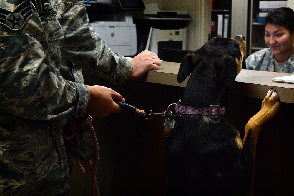 VTF takes care of animal companions