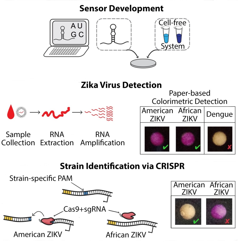 Sensor Development and Zika Virus Detection