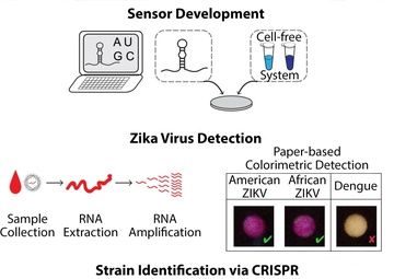 Sensor Development and Zika Virus Detection