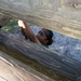 Marine recruits push past obstacles on Parris Island confidence course