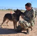 National Dog Day with Military Working Dogs