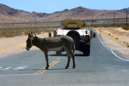 Expeditionary cyber aiding maneuver commanders