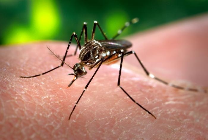 Yellow Fever Mosquitoes Carry Zika Virus