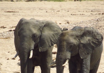 U.S. Army trains Tanzania Rangers to combat poachers